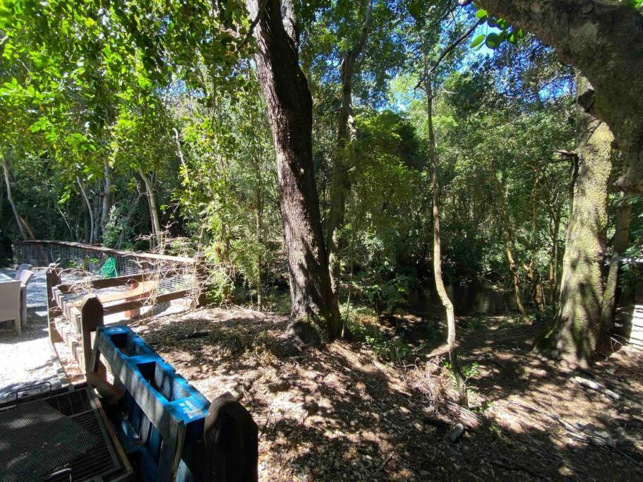 Acogedora cabaña al borde del Río Claro Vila Pucón Exterior foto